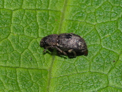 Mesagroicus piliferus