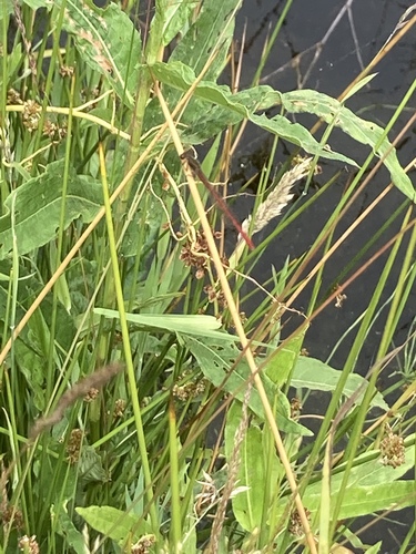 Small Red Damselfly, Scheerseveldweg, Coevorden, Drenthe, NL, photo 6 of 10