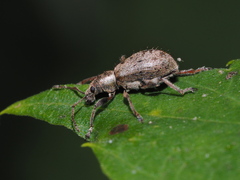 Phyllobius contemptus