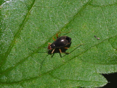 Orthonotus rufifrons