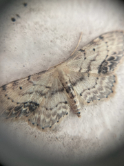 Idaea dimidiata