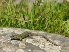 Psammodromus hispanicus