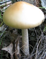 Amanita flavescens