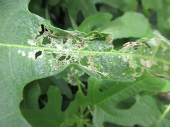 Choreutis nemorana