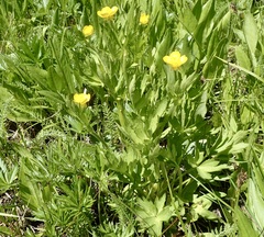 Ranunculus orthorhynchus