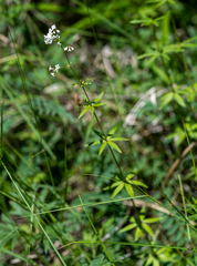 Galium paniculatum