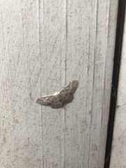 Idaea seriata