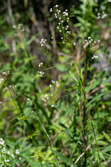Galium paniculatum