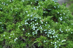 Juniperus sabina