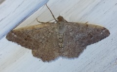 Hypagyrtis piniata