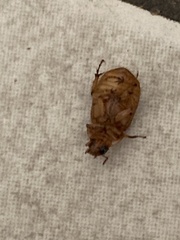 Coleoptera