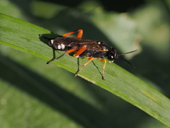 Macrophya rufipes