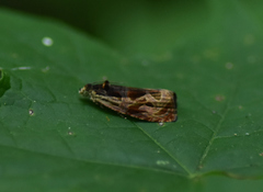 Olethreutes tilianum