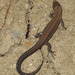 Viviparous Lizards - Photo (c) Loran, some rights reserved (CC BY)