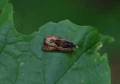 Olethreutes tilianum
