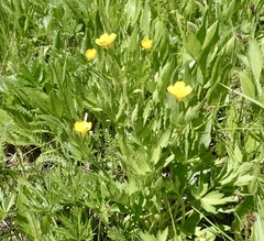 Ranunculus orthorhynchus