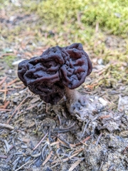 Gyromitra