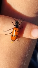 Mylabris quadripunctata