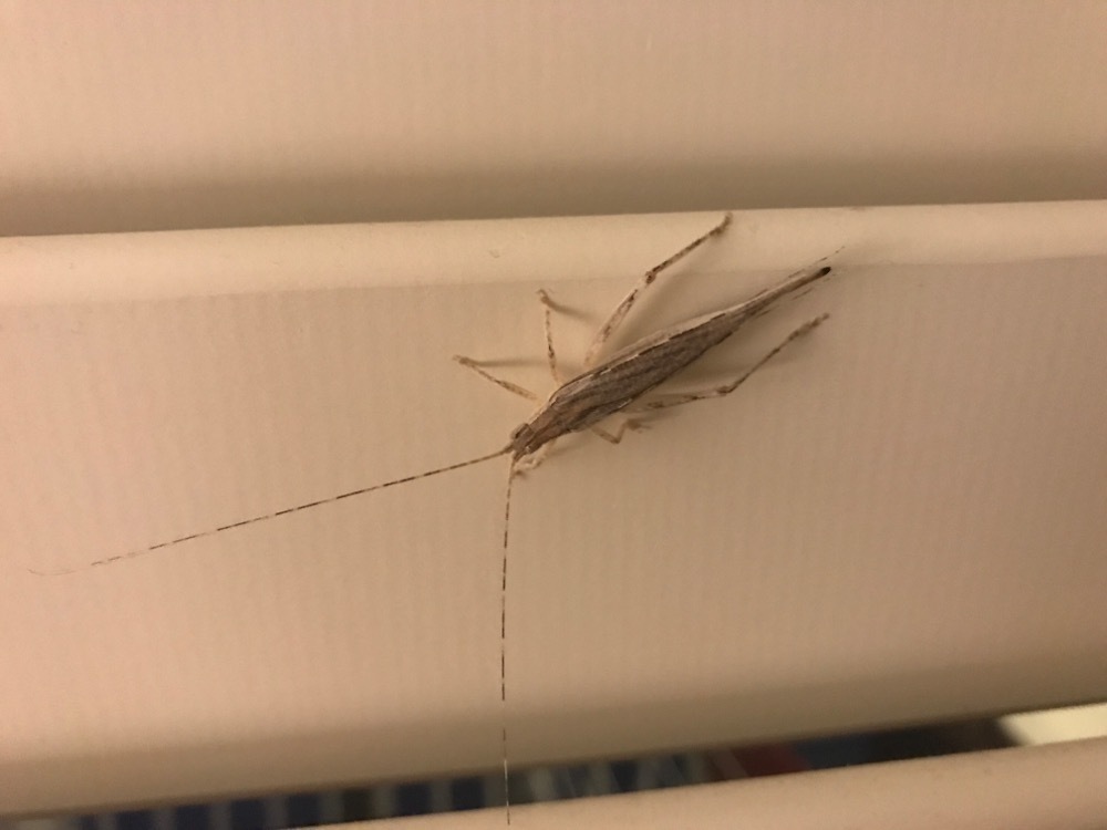 Slender Silent Bush Crickets