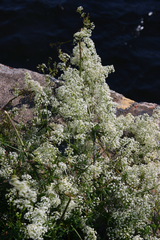 Galium mollugo
