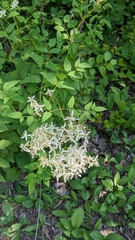 Clematis recta
