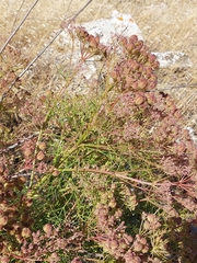 Cachrys sicula