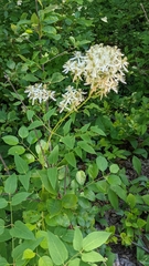 Clematis recta