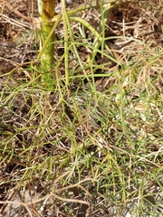 Cachrys sicula