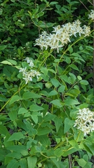 Clematis recta