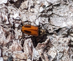 Ampedus occidentalis