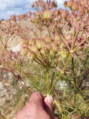 Cachrys sicula