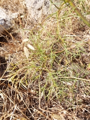 Cachrys sicula