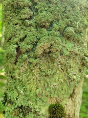 Punctelia appalachensis