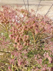 Cachrys sicula