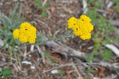 Achillea tomentosa