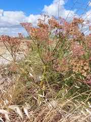 Cachrys sicula