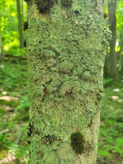 Punctelia appalachensis