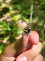 Punctelia appalachensis