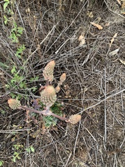 Aloe greatheadii