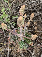 Aloe greatheadii