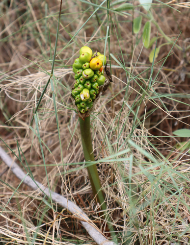 Kozlac (Arum italicum)