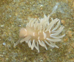 Aeolidia