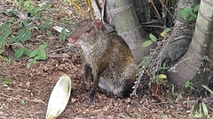 Dasyprocta fuliginosa