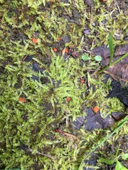Pulvinula convexella