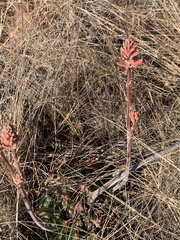 Aloe greatheadii