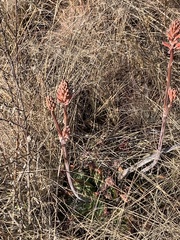 Aloe greatheadii