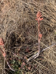 Aloe greatheadii