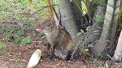 Dasyprocta fuliginosa