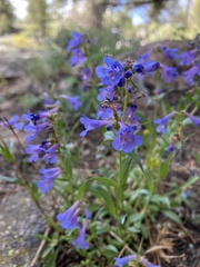 Penstemon virens