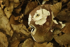 Russula alutacea
